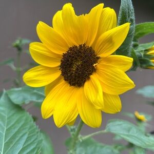 Vibrant Yellow Sunflower 8 seeds